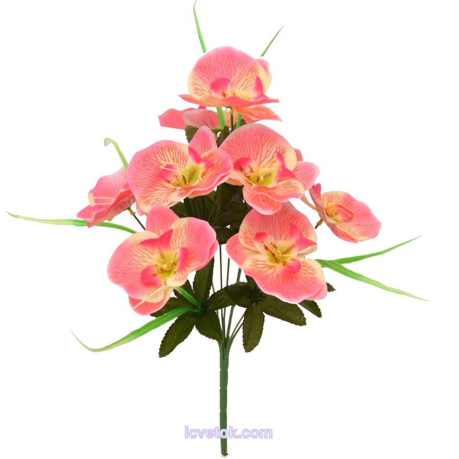Орхидея средняя