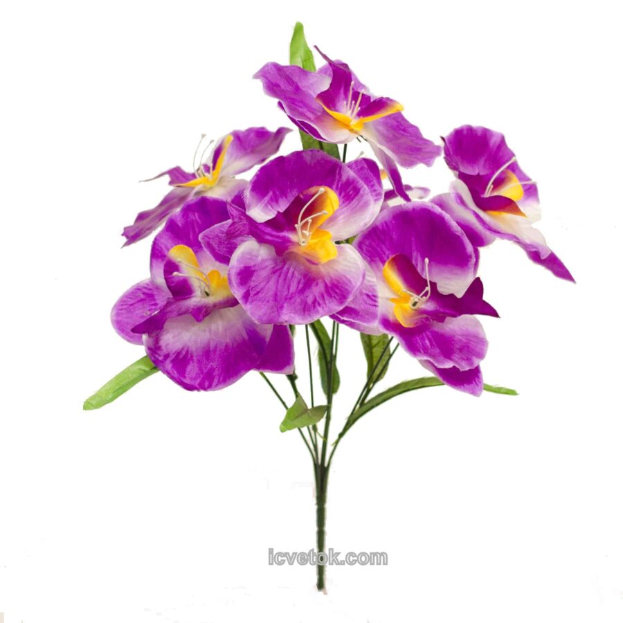 Орхидея атласная дешевая