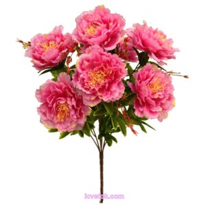 Пион дерево эко