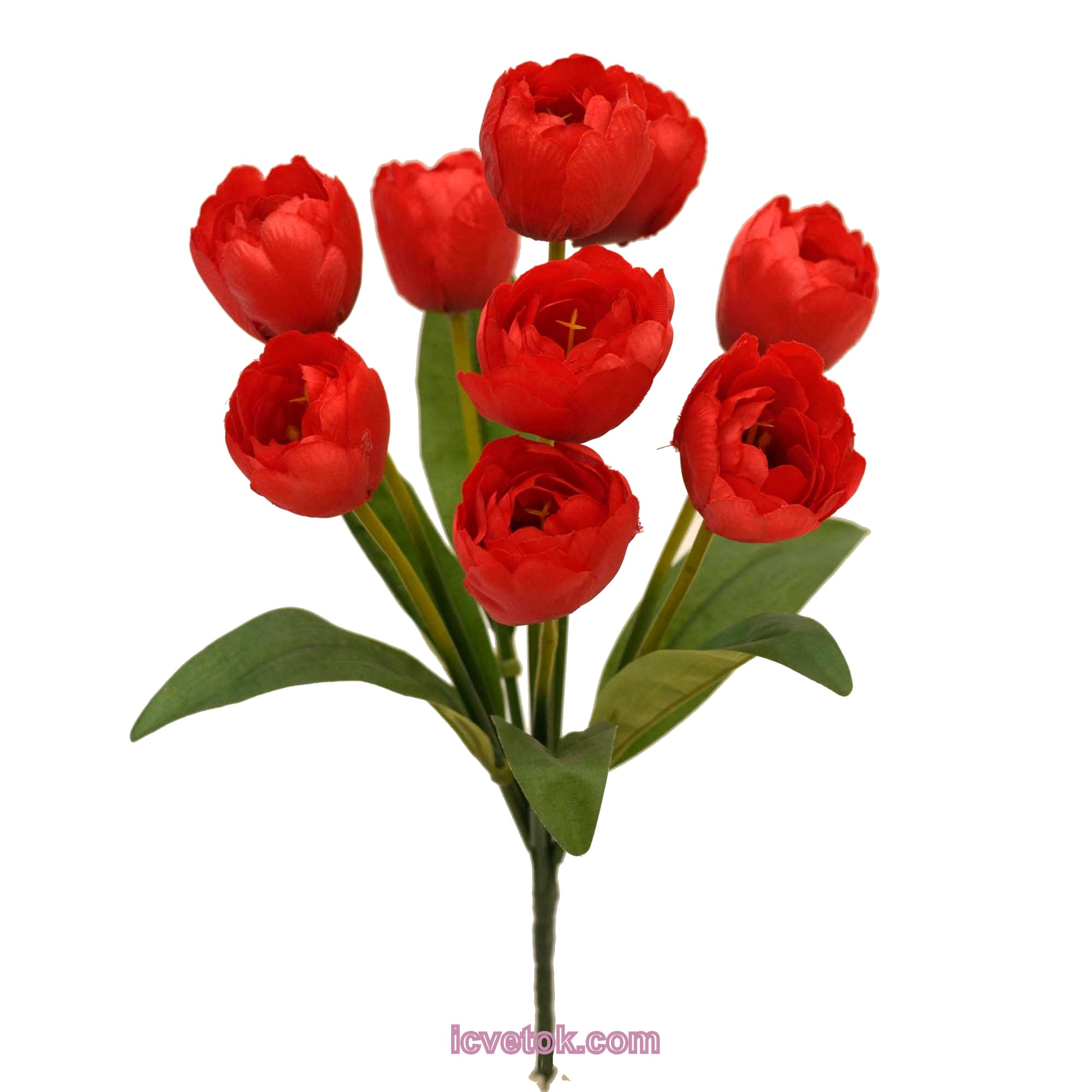 _DSC5865ff Тюльпан полуоткрытый на 9 гол