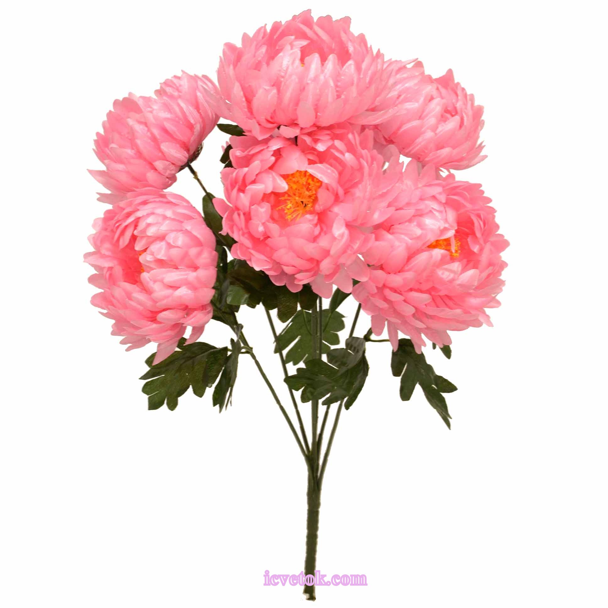 _DSC6133роb Хризантема с атласными головами