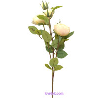 Камелія (бутон) гілкою (70)