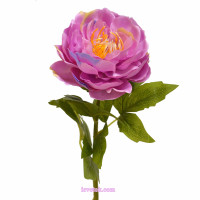 Півонія гілкою одиночка (70)